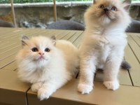 Ragdoll Yavru Kediler