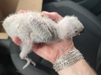 Jumbo boy Bebek jako papağanı
