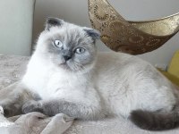 Pamuk prenses scottish fold 2 yaşında