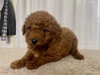 Mini Boy Red Toy Poodle Kızımız