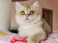 Golden A kalite british shorthair yavrular