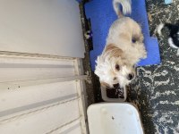 Sevgi pıtırcığı terrier