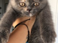 2 aylık dişi british shorthair