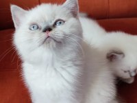 Son Blue Point British Shorthair Prensi