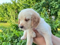 Bebek yüzlü golden retriever yavrular