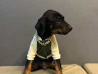 Aşılı doberman bebekler