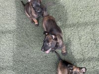 Kaliteli İş Köpekleri Belçika Kurtlarımın Yavruları