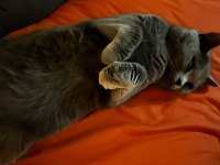 KEDİMİZE ÖMÜRLÜK YUVA ARANIYOR