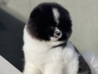 6 Aylık Pomeranian Boo