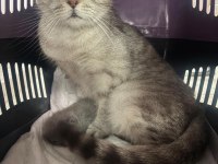 British shorthair dişi kedimiz