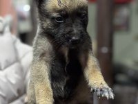 Belçika malinois A kalite yavrular