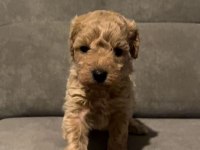 A KALİTE TOY POODLE
