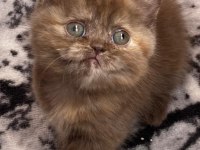 KARAMEL BRİTİSH SHORTHAİR DİŞİ