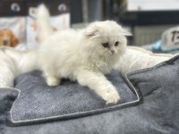 A kalite scottish fold yavrularımız