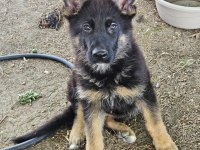 Orjinal Siyah Maske Alman Çoban Köpeği Yavruları