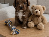 HARİKA POODLE YAKIŞIKLILAR