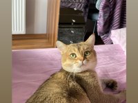 3 yaşında erkek british shorthair golden