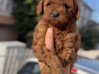 Orijinal Kan Poodle Bebekler