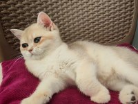 Kocaman gözlü bir oğlan kedimiz