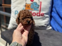 Petmode köpek çiftliğinden toy poodle yavrularımız