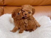 Toy Poodle Bebekler 