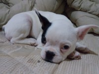 ÇOK TATLI OYUN DELİSİ FRENCH BULLDOG