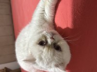 3 yaşında exotic shorthair kedim (DİŞİ)