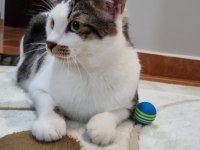 KEDİMİZ CEKUYA YUVA ÜCRETSİZ Kısırlaştırılmış