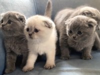 kedi blue point scottish fold scottish straight