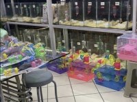 ANTALYAdan TÜM TÜRKİYEye HAMSTER İCİN TEK ADRES