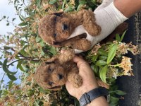 İçinizi ısıtan toy poodle bebekler