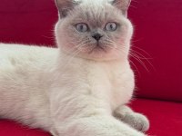 2 Yaşında Dişi Kısırlaştırılmış British Shorthair