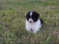 Border collie mükemmel yavrularımız
