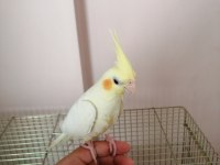 3 Aylık Yavru Sultan Papağanı