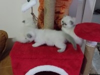 Scottish Fold