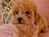 Maltipoo Bebekler