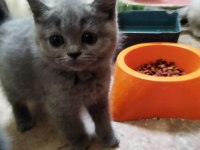 MUHTEŞEM GÜZELLİKTE BRİTİSH SHORTHAİR YAVRULARIMIZ