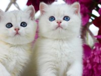 Kar Beyaz Silver British Shorthair NS1133