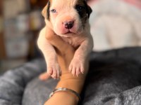 Güç sevenlere american bulldog yavrularımız