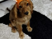 6 aylık ingiliz cocker