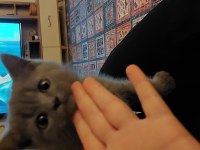 British shorthair sahiplendirme
