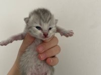 Kar topu british shorthair yavrular