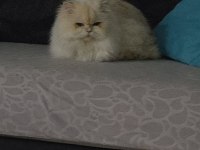 Ömürlük yuva british longhair kedisi