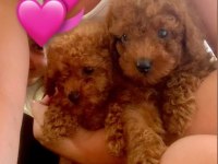 Kore Toy Poodle