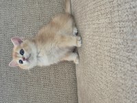Safkan Cins Garantili Golden British Shorthair