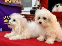 MALTESE TERRİER