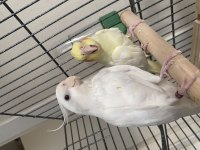 Çift Sultan Papağanı Albino Lutino