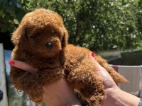 KİLOGRAM GARANTİLİ MİCRO TOY POODLE
