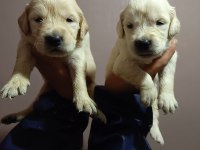 Orjinal golden retriever yavruları
