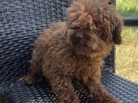 Erkek yetişkin poodle